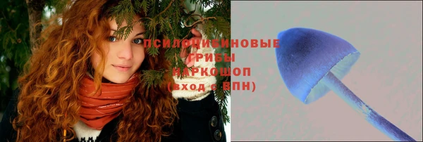 PSILOCYBIN Белокуриха